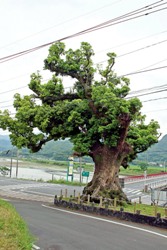 塩入橋の大クス