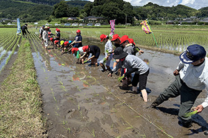 昔ながらの田植えを体験する児童